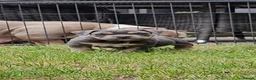 American Bully dogs for sale: Cowboyline pocket bullies (11 weeks old) - Advert 17