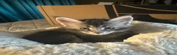 Maine Coon cats for sale: Maine Coon kittens in Boston - Advert 10