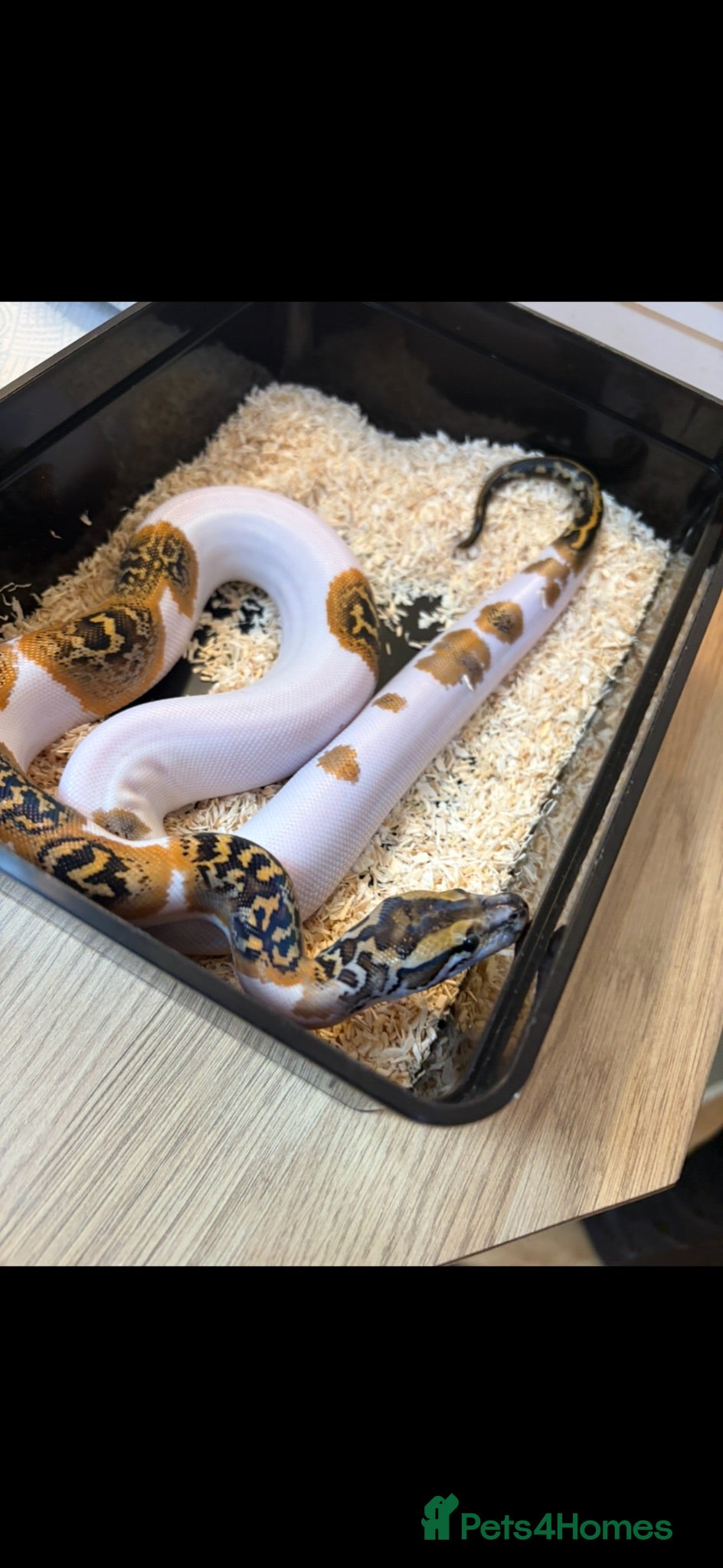 Python Snake reptiles PIED BURMESE PYTHON - Advert 18