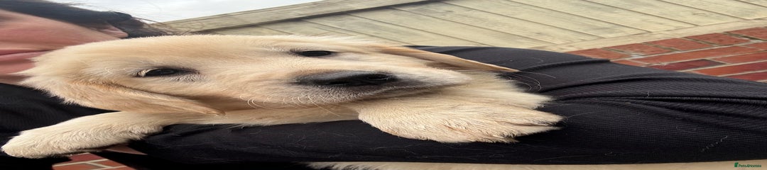 Golden Retriever black collar