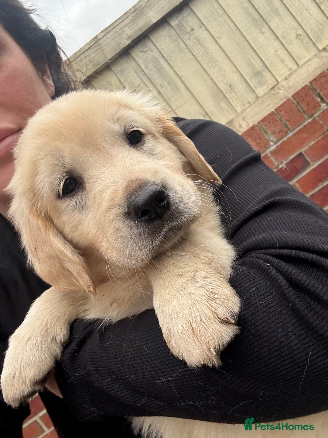 Golden Retriever dogs for sale: Golden retriever X Goldador puppies - Image 24