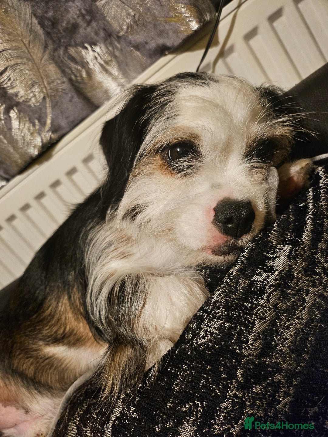 Mixed Breed dogs for sale: Ben for adoption  - Advert 5