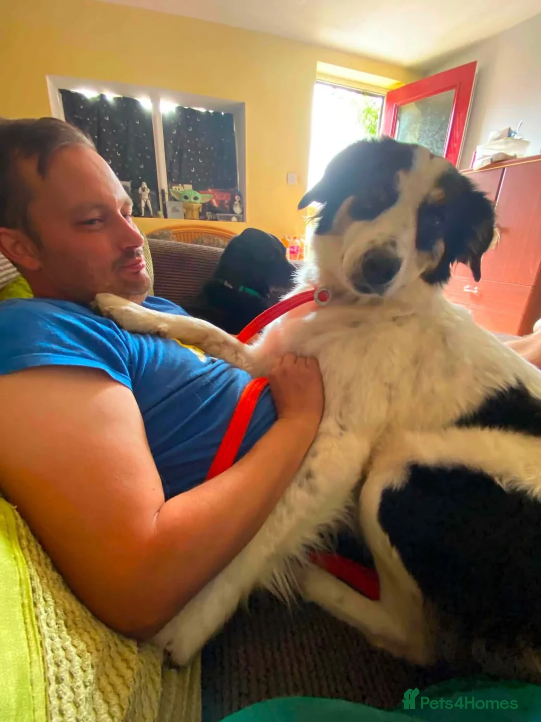 Mixed Breed dogs for adoption: Shannon - Norwich Norfolk  - Advert 2