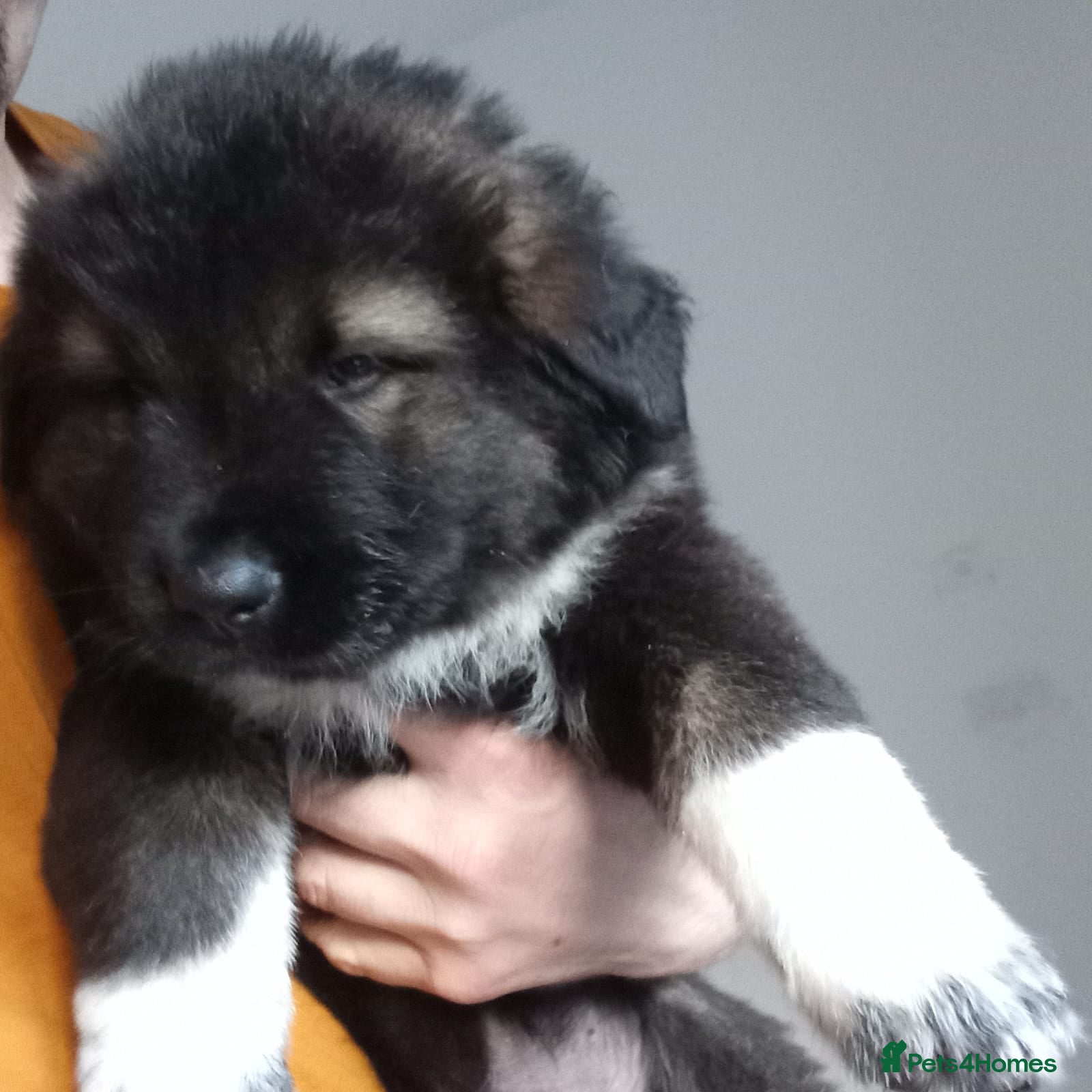 Caucasian Shepherd Dog dogs Caucasian shepherd puppies for sale - Advert 2