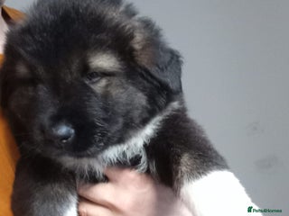 Caucasian Shepherd Dog dogs Caucasian shepherd puppies for sale - Advert 5