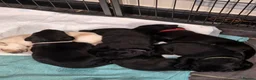 Labrador Retriever dogs for sale: Labrador puppies looking for their forever home in Spalding - Advert 4