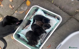 British Shorthair cats for sale: Cat and her kittens - Image 3