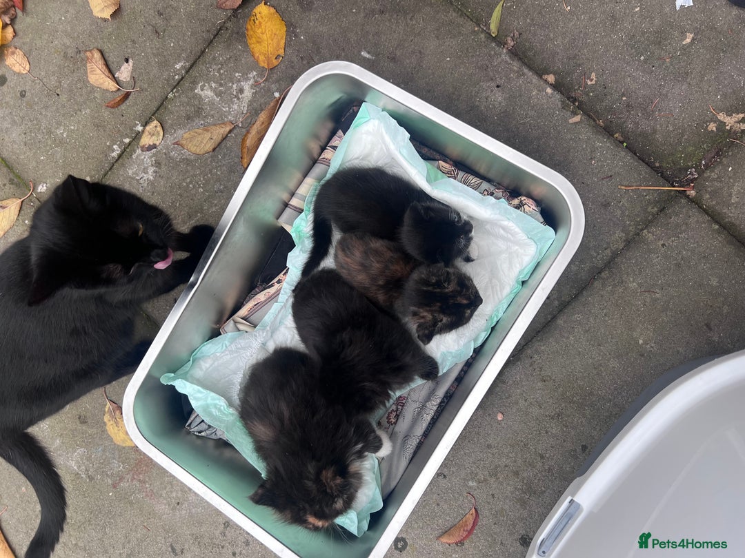 British Shorthair cats for sale: Cat and her kittens - Image 3