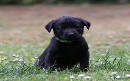 Labrador Retriever dogs for sale: KC registered traditional working Labrador puppies - Image 2