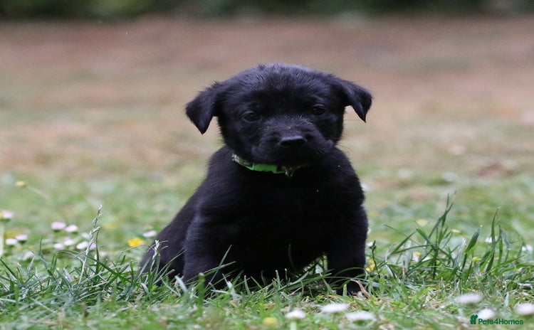 Labrador Retriever dogs - Advert 3