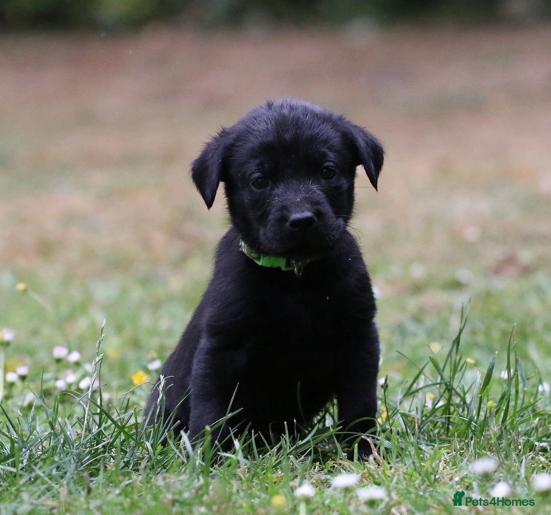Labrador Retriever dogs for sale: KC registered traditional working Labrador puppies - Image 2