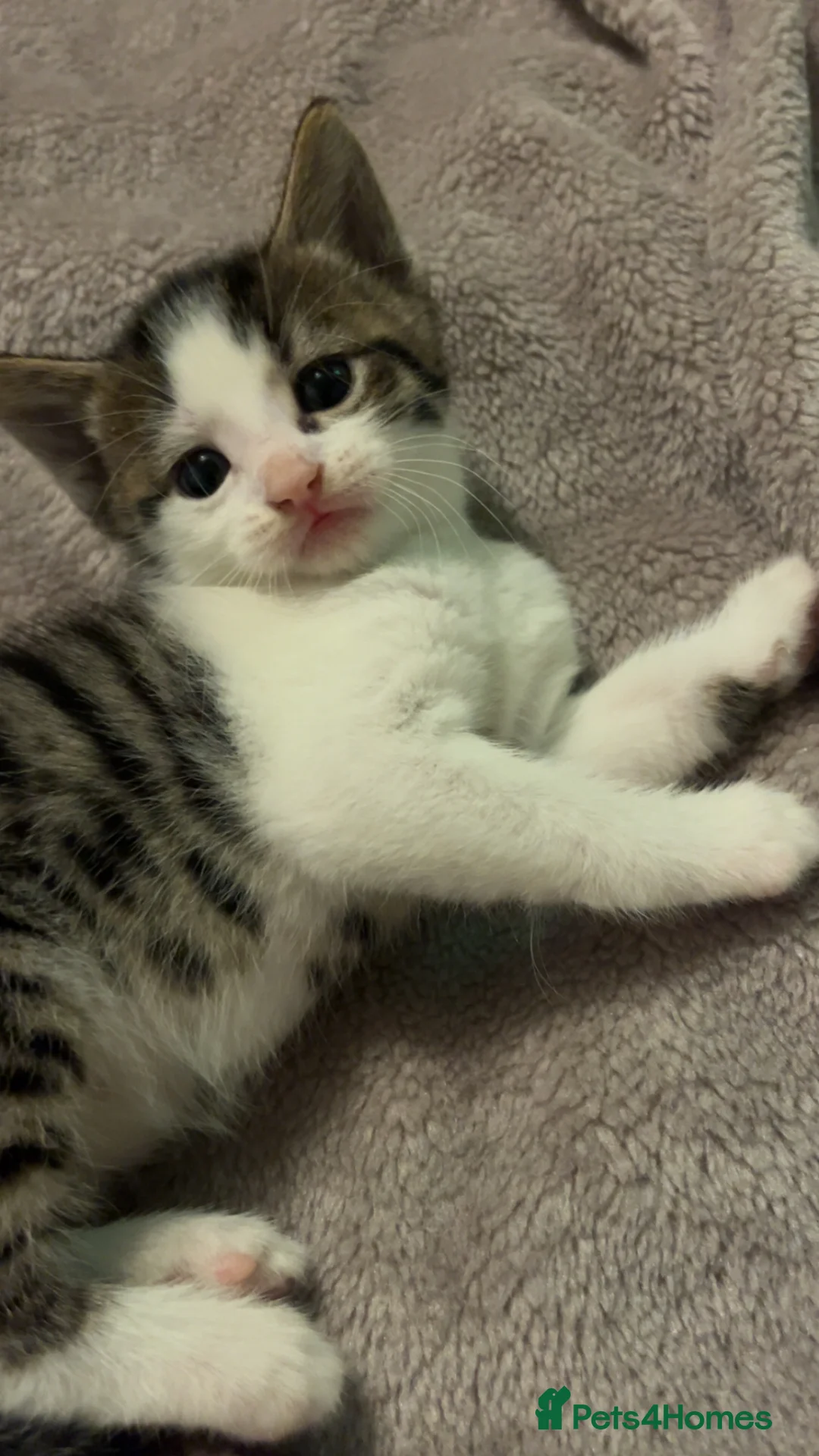 Mixed Breed cats for sale: 3 Adorable and loving Kittens - Advert 2