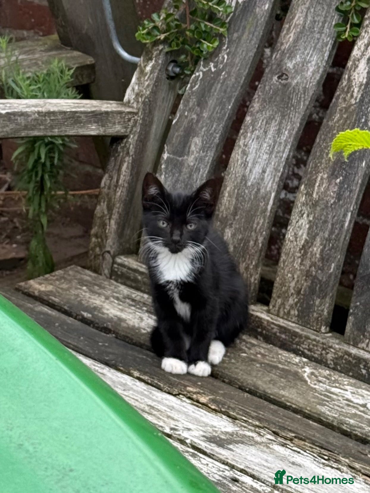 Mixed Breed cats Kittens for sale  - Advert 15