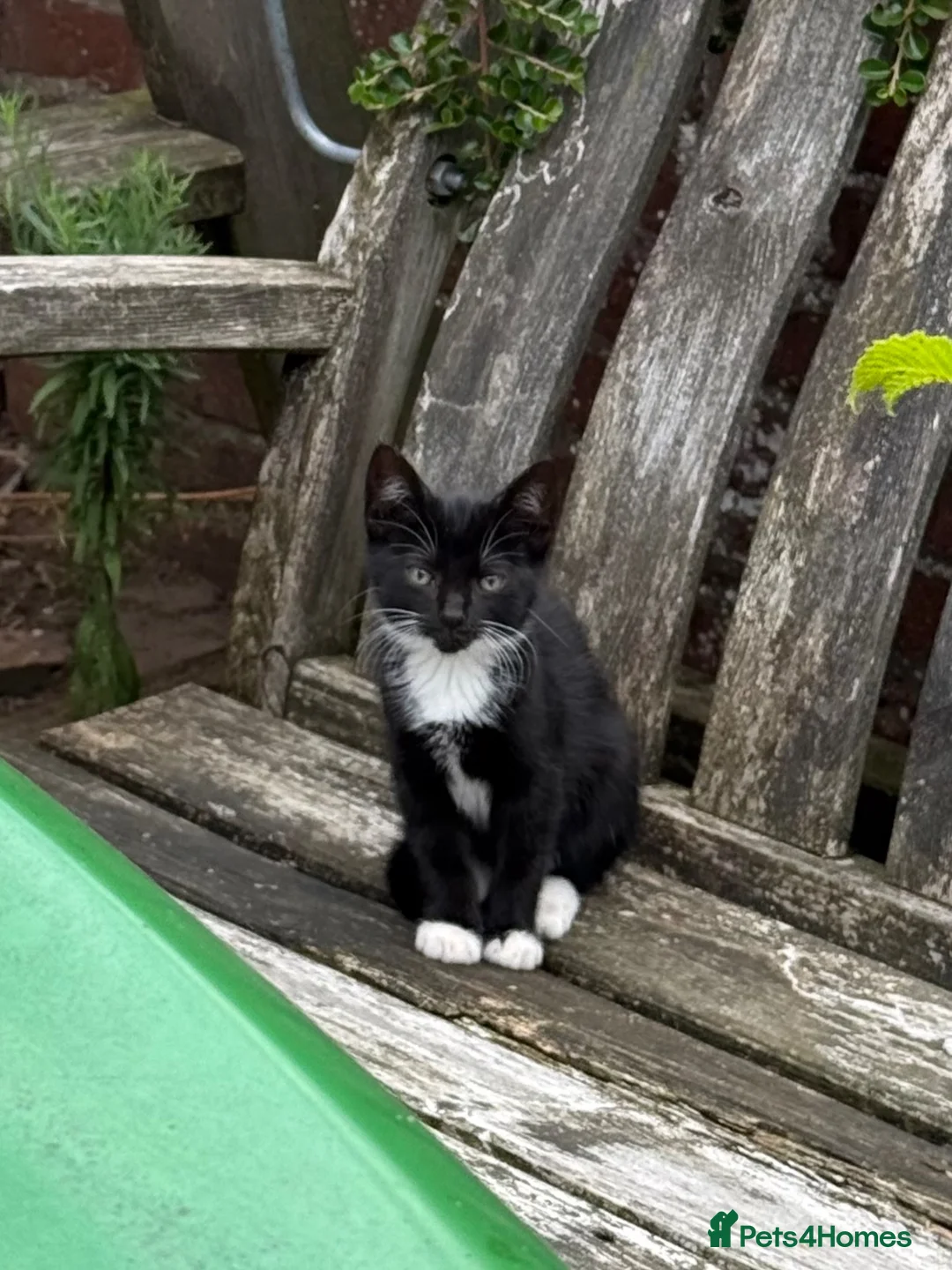 Mixed Breed cats for sale: Kittens for sale  - Advert 1