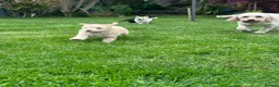 Poodle dogs for sale: Miniature golden puppy - Advert 12
