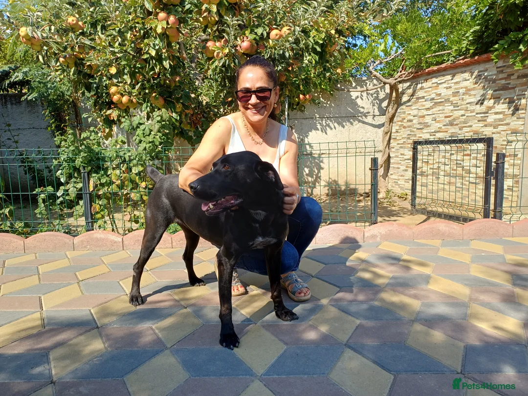 Mixed Breed dogs for adoption: Beautiful and Gentle JULIETTE - for a Loving Home in Nottingham - Advert 9