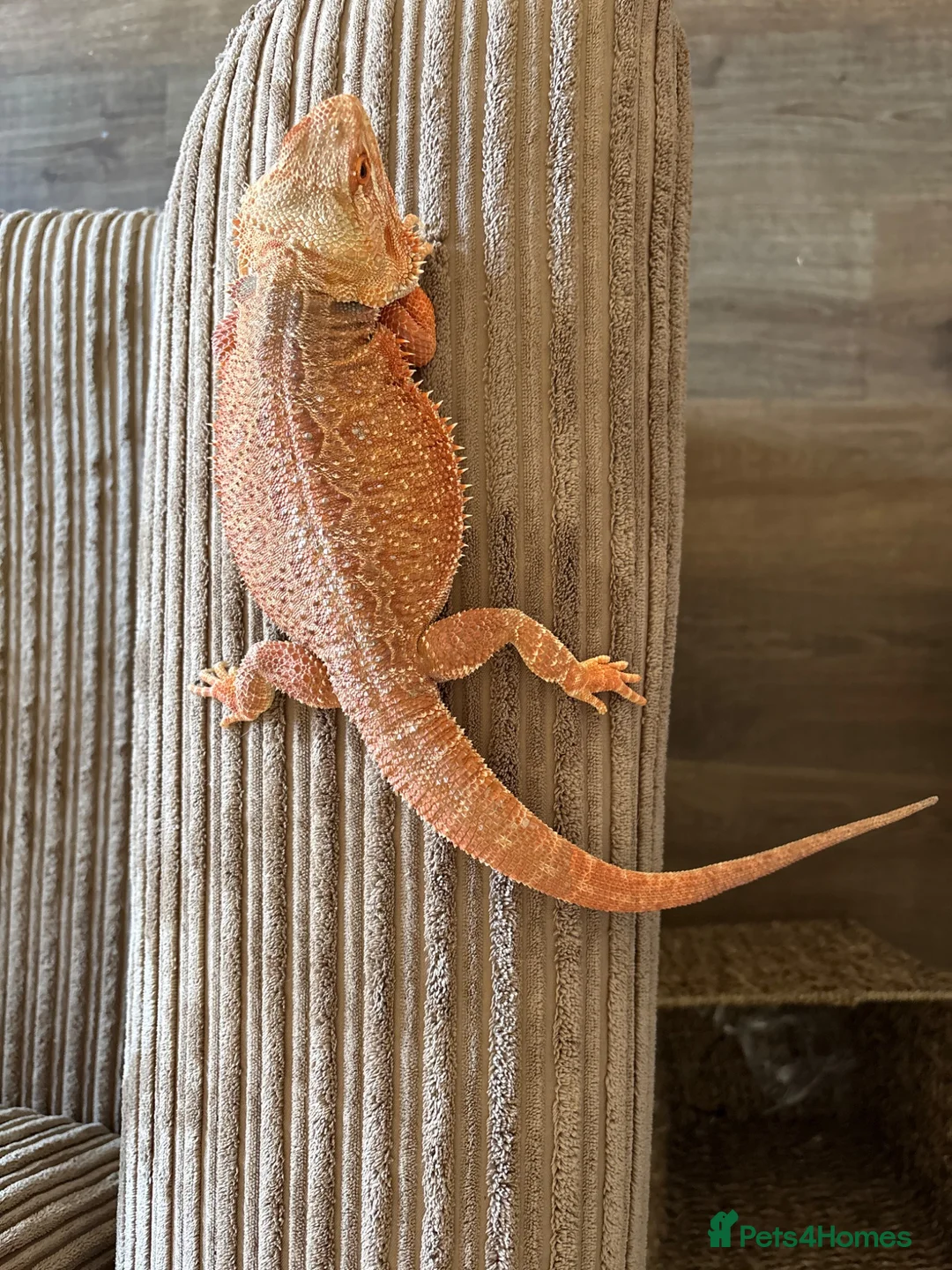 Bearded Dragon reptiles for sale: Beautiful Beardie for rehoming  - Advert 1