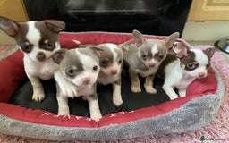 Chihuahua dogs for sale: Chihuahua Puppies For Sale - Advert 3