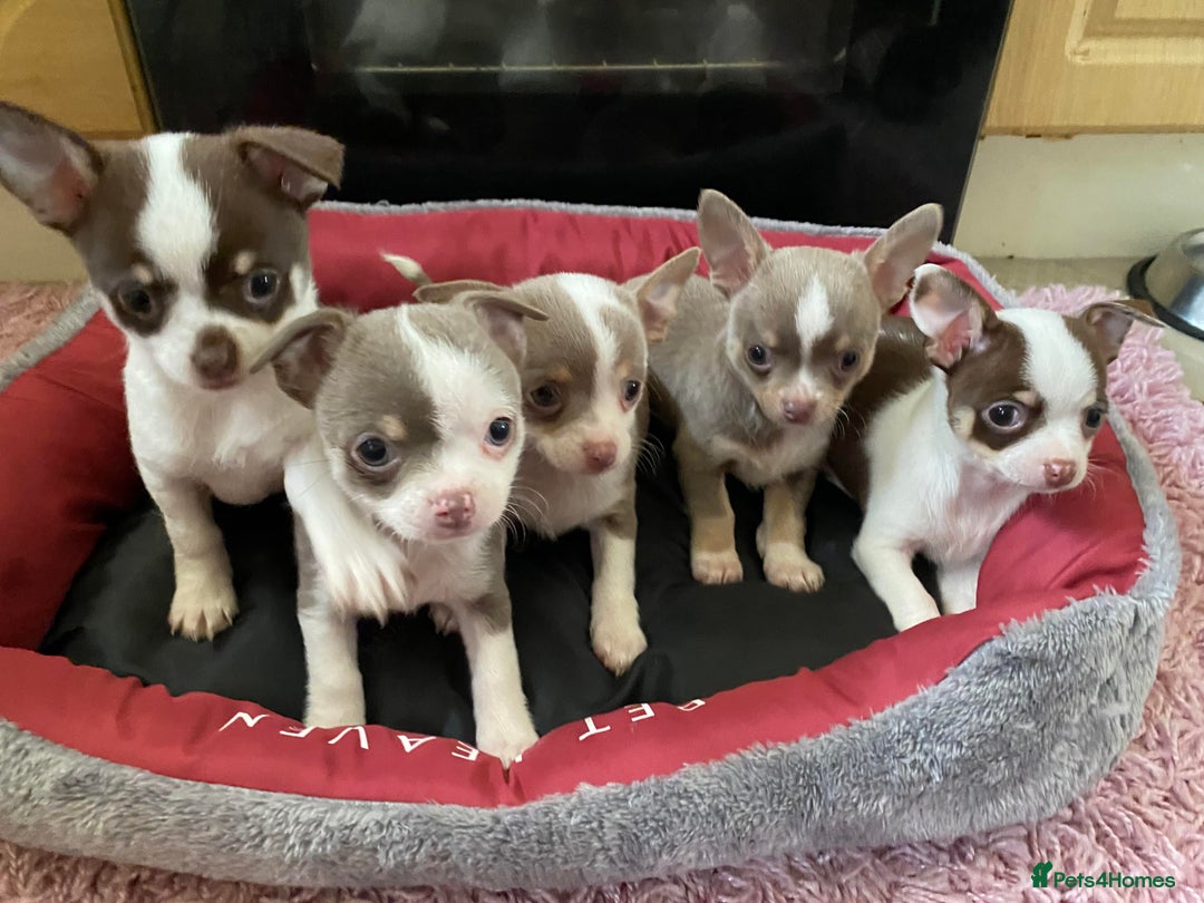 Chihuahua dogs for sale: Chihuahua Puppies For Sale - Advert 3