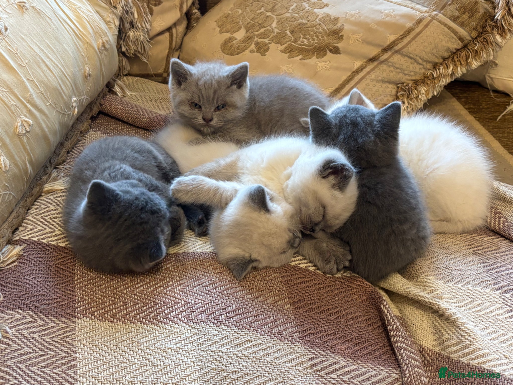 British Shorthair cats for sale: 1 beautiful British Blue - Advert 17