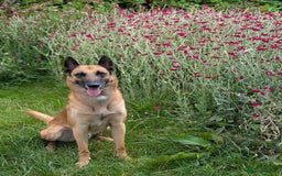 Belgian Shepherd Dog dogs for stud: BVA HEALTH TESTED, Proven, KC, BSD Malinois stud in Treorchy - Image 6
