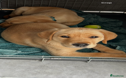 Labrador Retriever dogs for sale: Ready Now Beautiful Boy Labrador Puppies  - Image 36