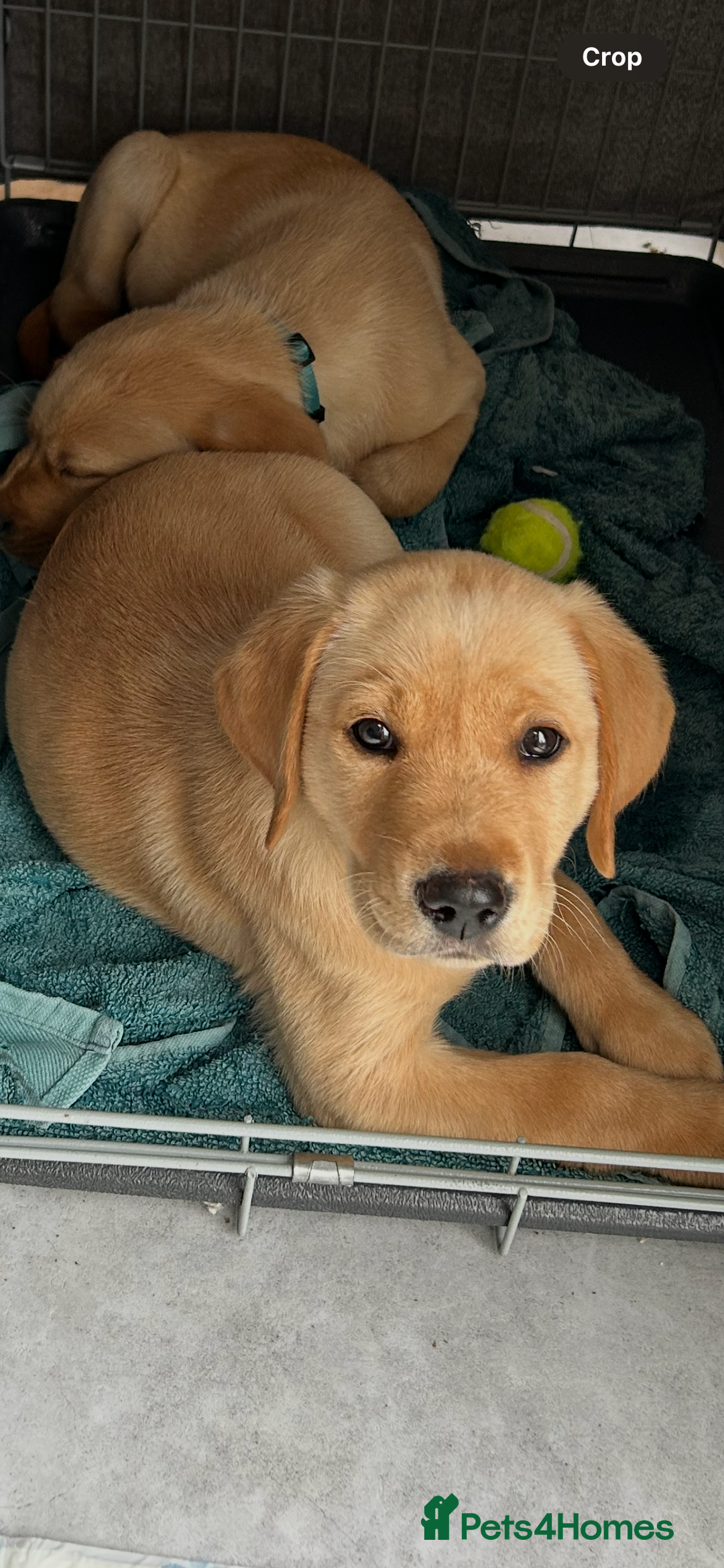 Labrador Retriever dogs for sale: Ready Now Beautiful Boy Labrador Puppies  - Image 36