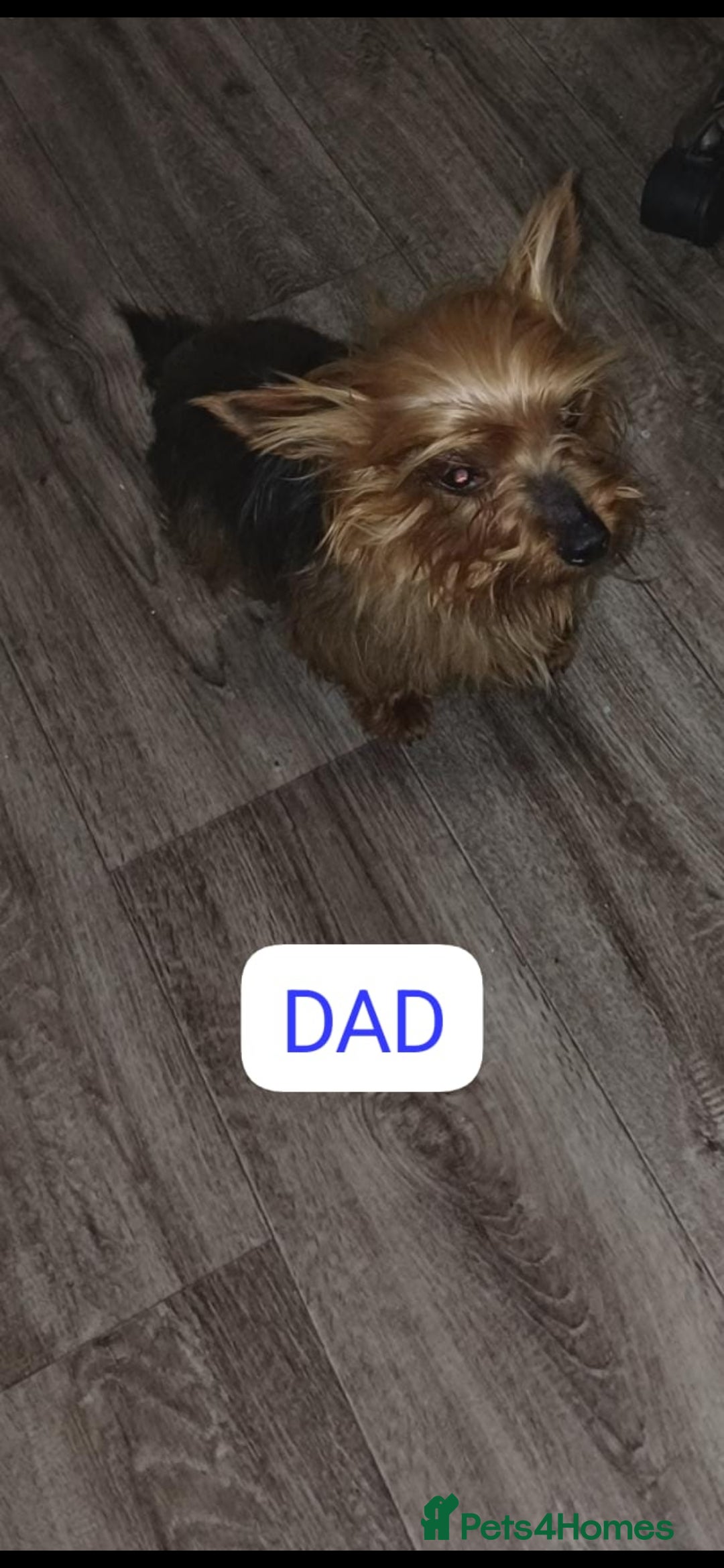 Yorkshire Terrier dogs for sale: 5 beautiful yorkshire terrier puppies for sale - Advert 2
