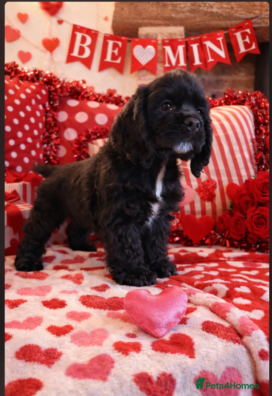 American Cocker Spaniel dogs Stunning KC American Cocker Spaniel  - Advert 2