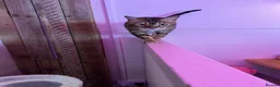 Bengal cats for sale: Beautiful friendly bengal cat for rehome  - Advert 4