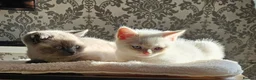British Shorthair cats for sale: Adorable Purebred British Shorthair Kittens in Oldbury - Advert 7