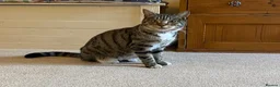 Mixed Breed cats for sale: Three Beautiful Kittens. READY TO GO!  - Advert 5