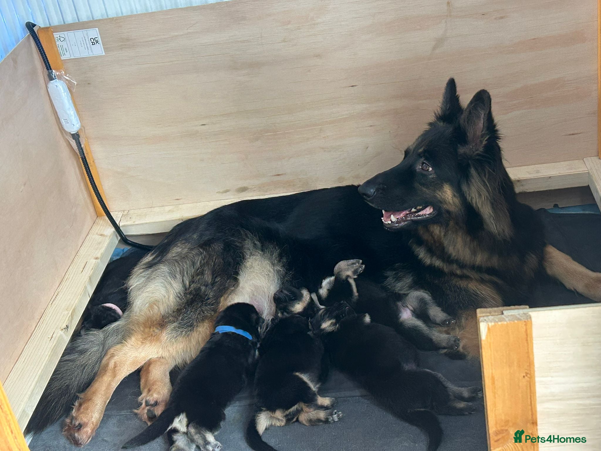 German Shepherd dogs 1 long hair female available  - Advert 7