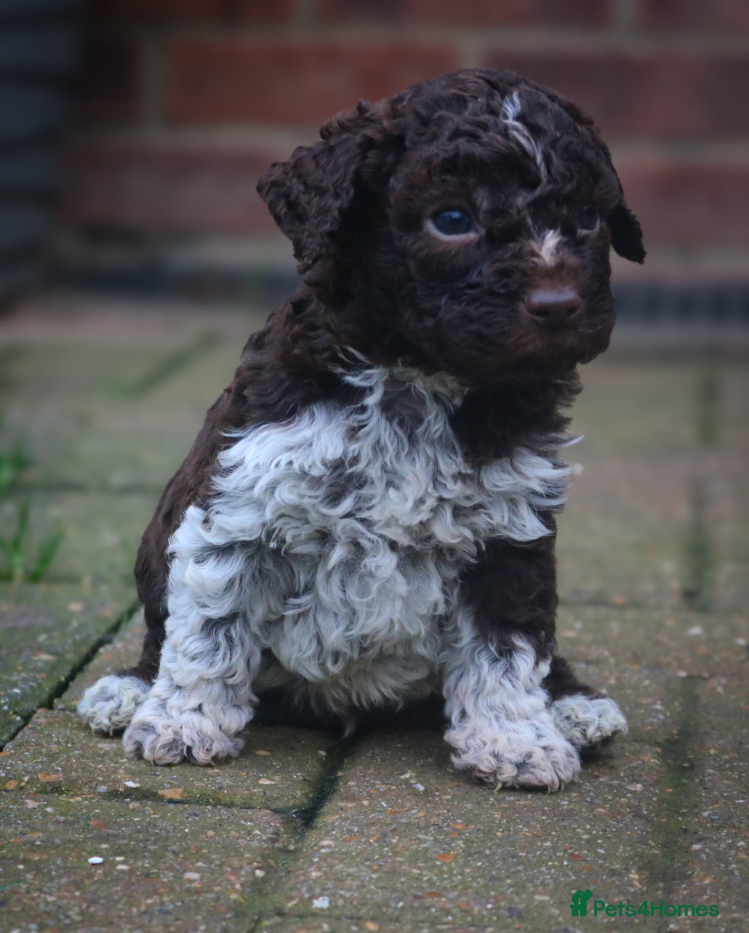 Lagotto Romagnolo dogs for sale: *READY NOW*10 WKS OLD* KC Reg Full Health Tested - Advert 19