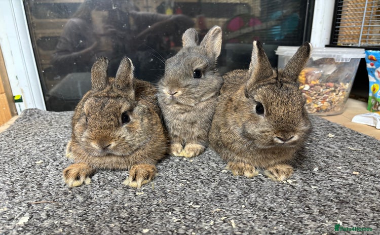 Netherland Dwarf rabbits - Advert 13