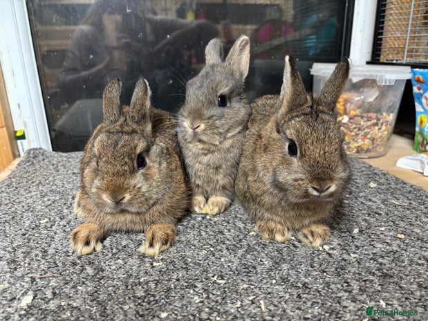 Netherland Dwarf rabbits - Advert 16
