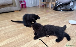 Persian cats for sale: Persian chinchilla mix kittens  in Andover - Image 2