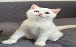 British Shorthair cats for sale: Stunning British Shorthair Kittens & adule cat - Image 6