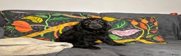 Goldendoodle dogs for sale: Black Phantom Goldendoodles Ready For A New Home! - Advert 20