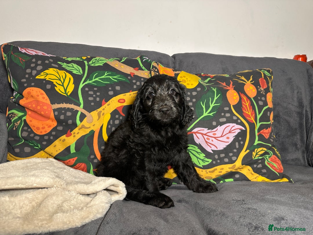Goldendoodle dogs for sale: Black Phantom Goldendoodles Ready For A New Home! - Advert 20