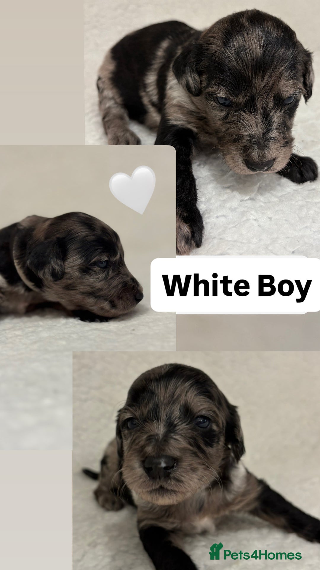 Mixed Breed dogs for sale: Mixed Poodle puppies for sale! - Advert 8