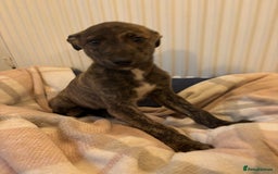 Lurcher dogs for sale: Lurcher puppies - Advert 6