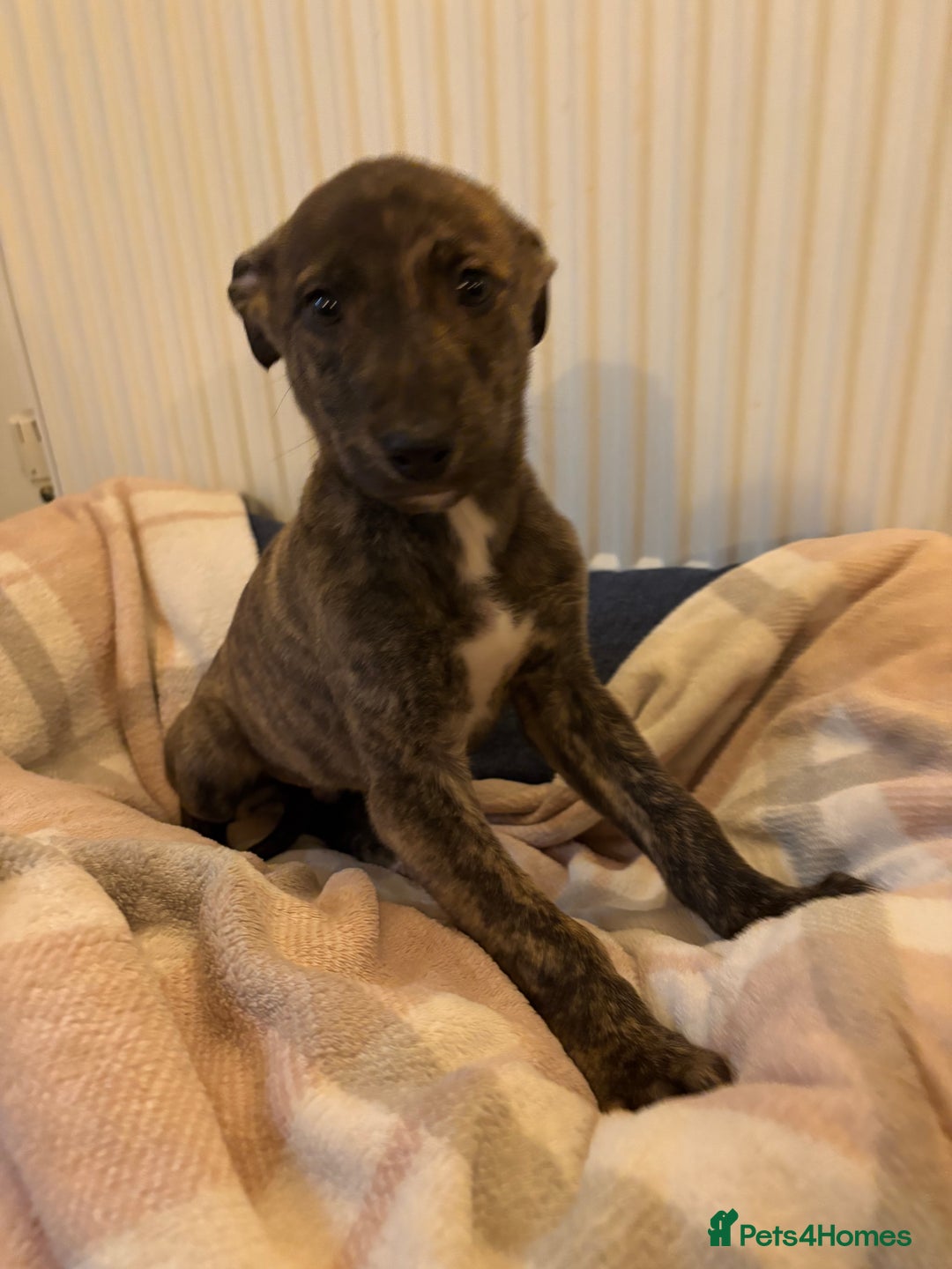 Lurcher dogs for sale: Lurcher puppies - Advert 6