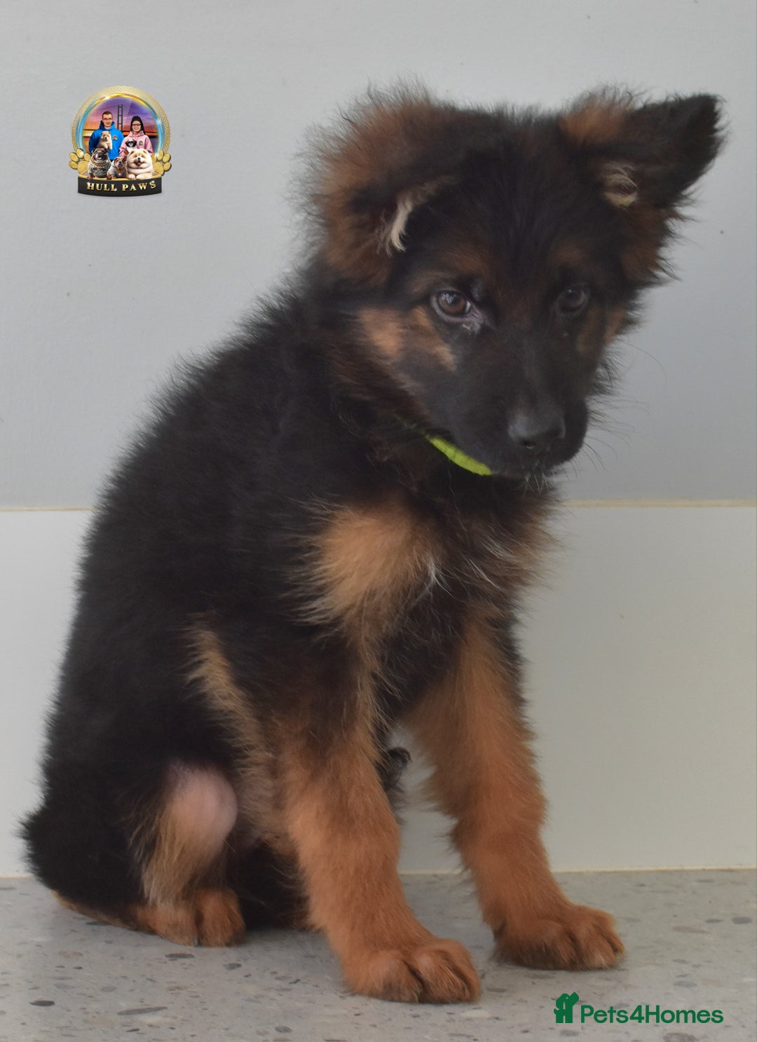 German Shepherd dogs for sale: 💥REDUCED PRICE💥 3 GIRLS German shepherd puppies  - Image 7