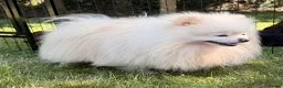 Pomeranian dogs for adoption: 🐾 RICHARD – Male Pomeranian 🐾 - Advert 3