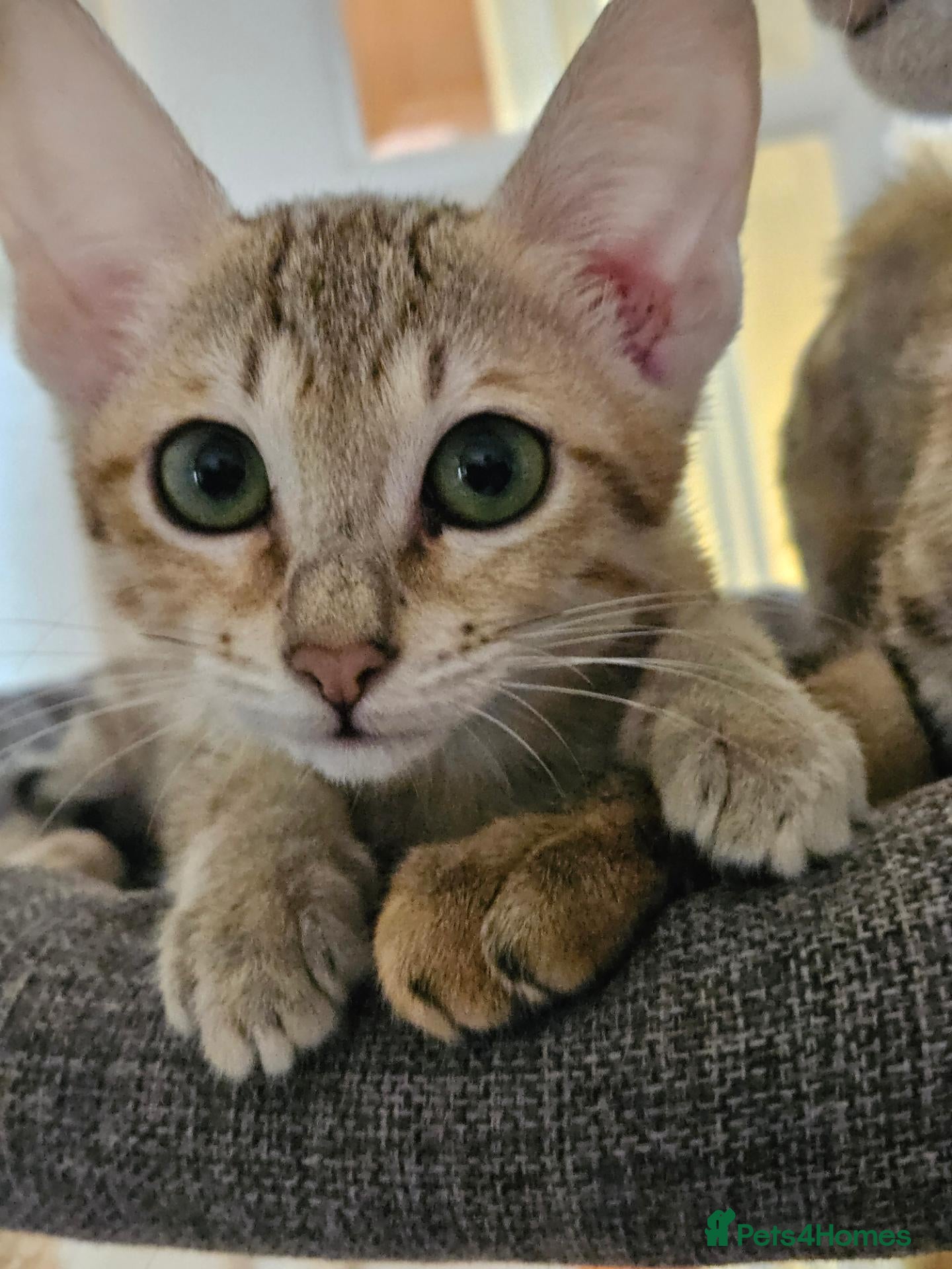 Savannah cats for sale: Stunning F5 SBT Savannah Kittens - Advert 1