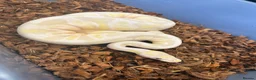 Python Snake reptiles for sale: Female Lavender Snow Ball Python in Manchester - Advert 3