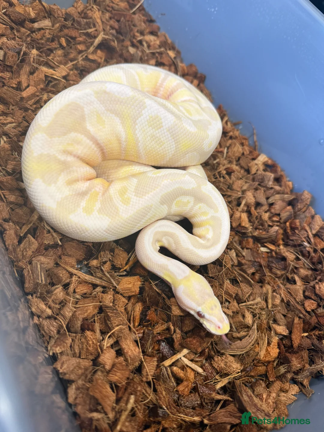 Python Snake reptiles for sale: Female Lavender Snow Ball Python in Manchester - Advert 3