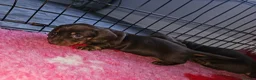 Miniature Dachshund dogs for sale: Female dachshund puppy  in Cardiff - Advert 5