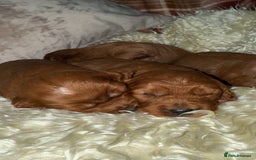 Cavapoo dogs for sale: ❤️ Deep Red Cavapoo Puppies ❤️ - Image 2